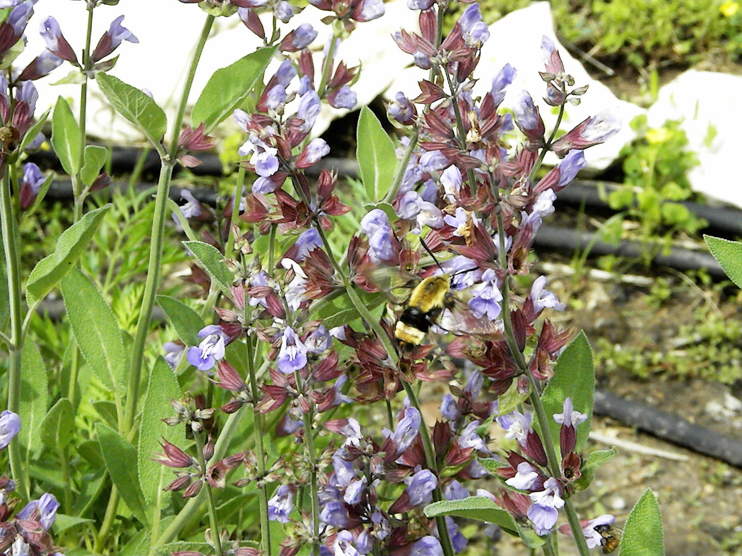 Sage Broadleaf Herb Seeds