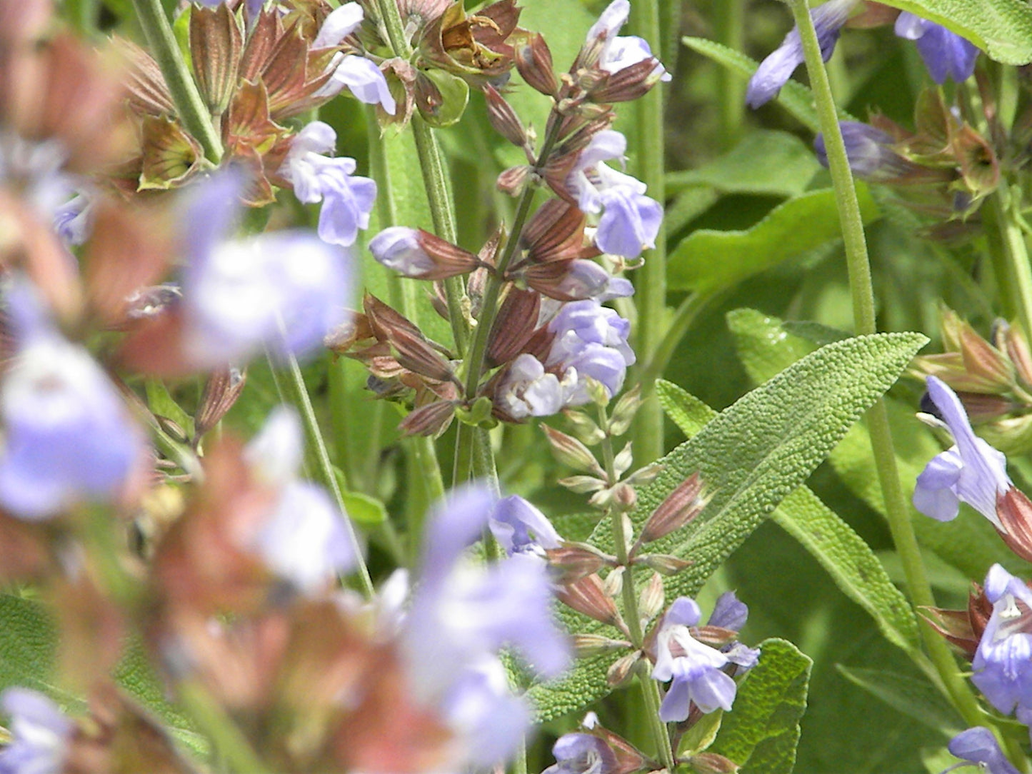 Sage Broadleaf Herb Seeds