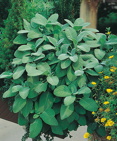 Sage Broadleaf Herb Seeds
