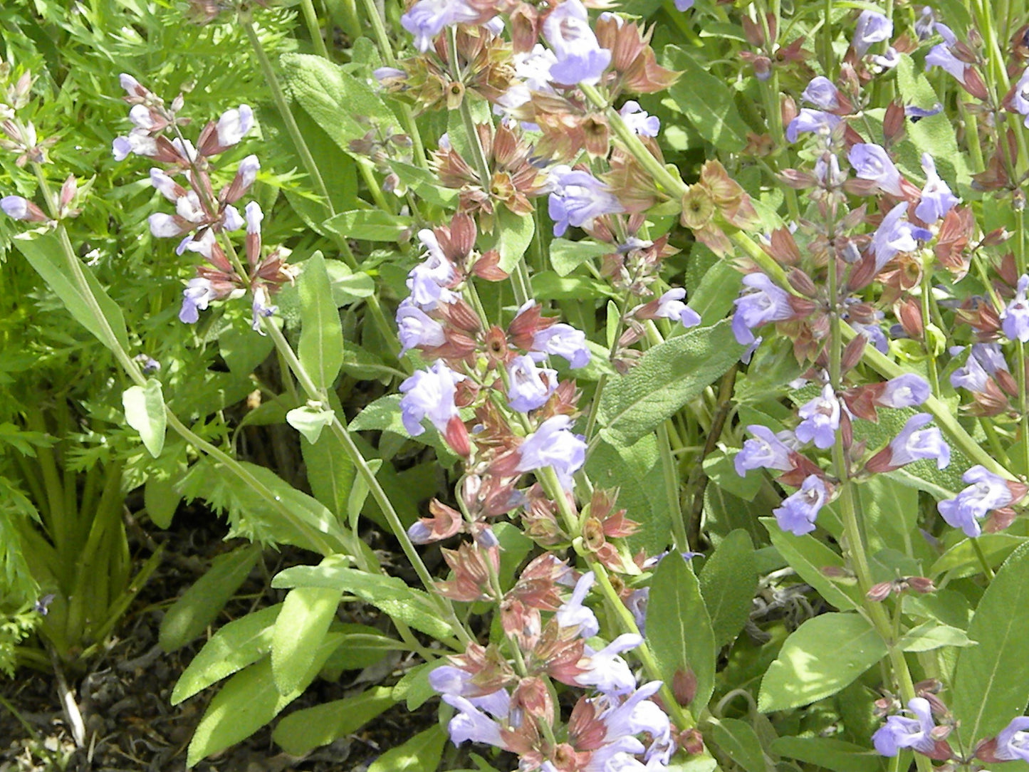 Sage Broadleaf Herb Seeds
