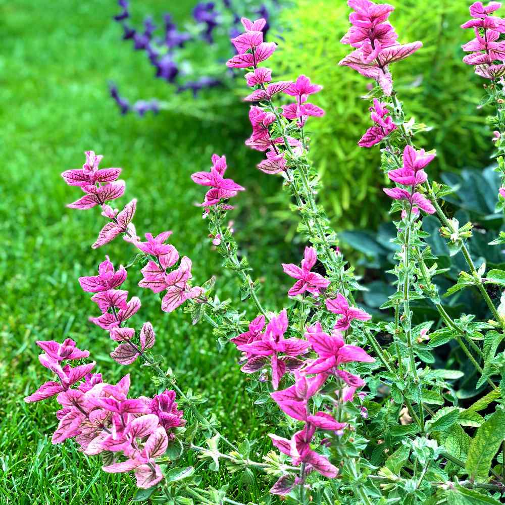 Salvia Pink Sunday Seeds