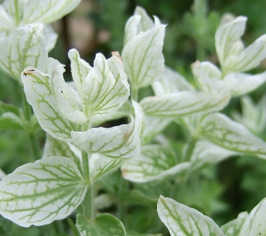 Salvia White Swan Seeds
