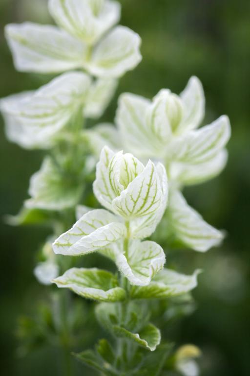Salvia White Swan Seeds