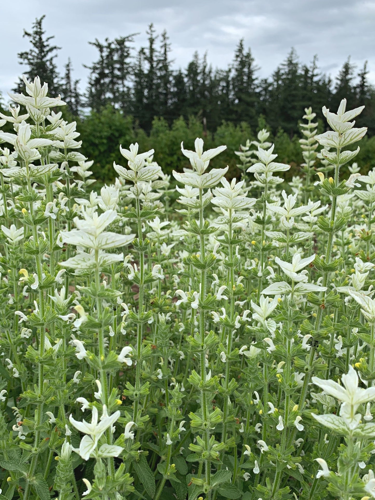 Salvia White Swan Seeds