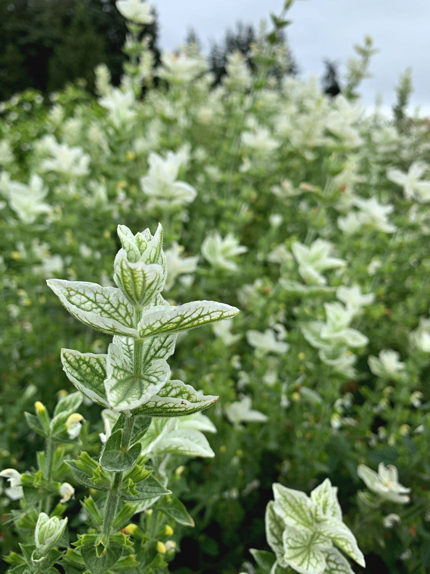 Salvia White Swan Seeds