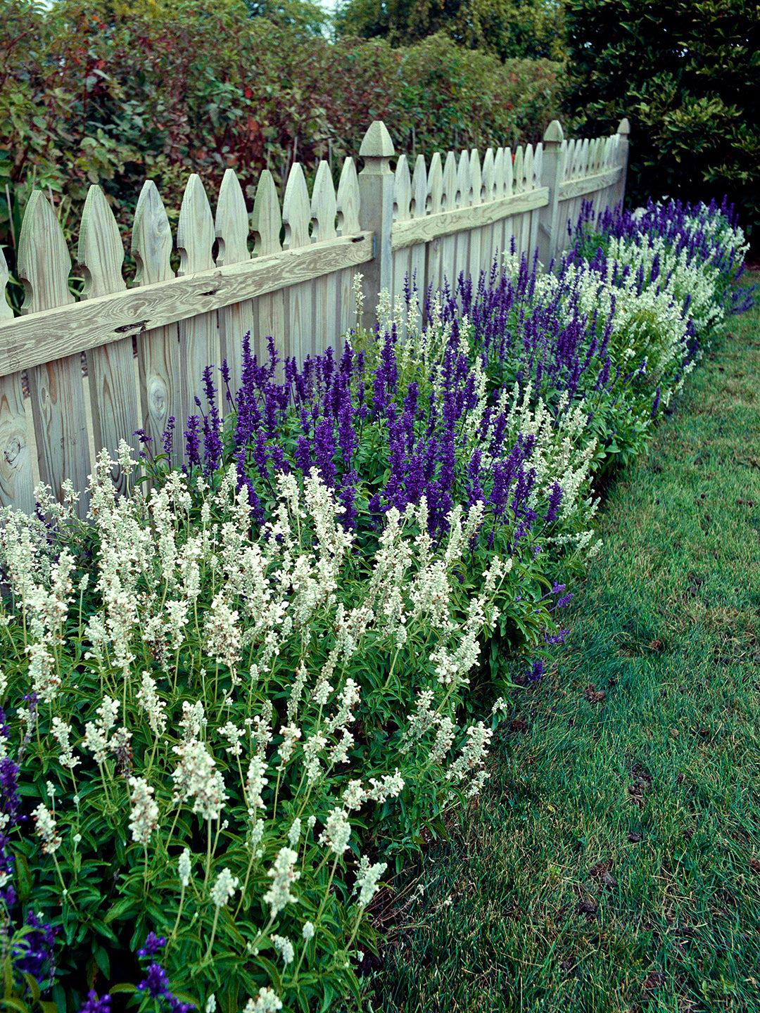 Salvia White Swan Seeds