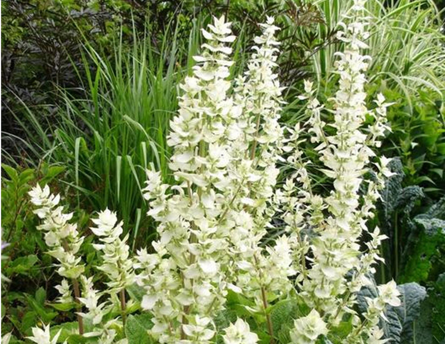 Salvia White Swan Seeds