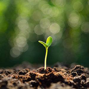 Survival Seed Kit, Emergency Seed Storage