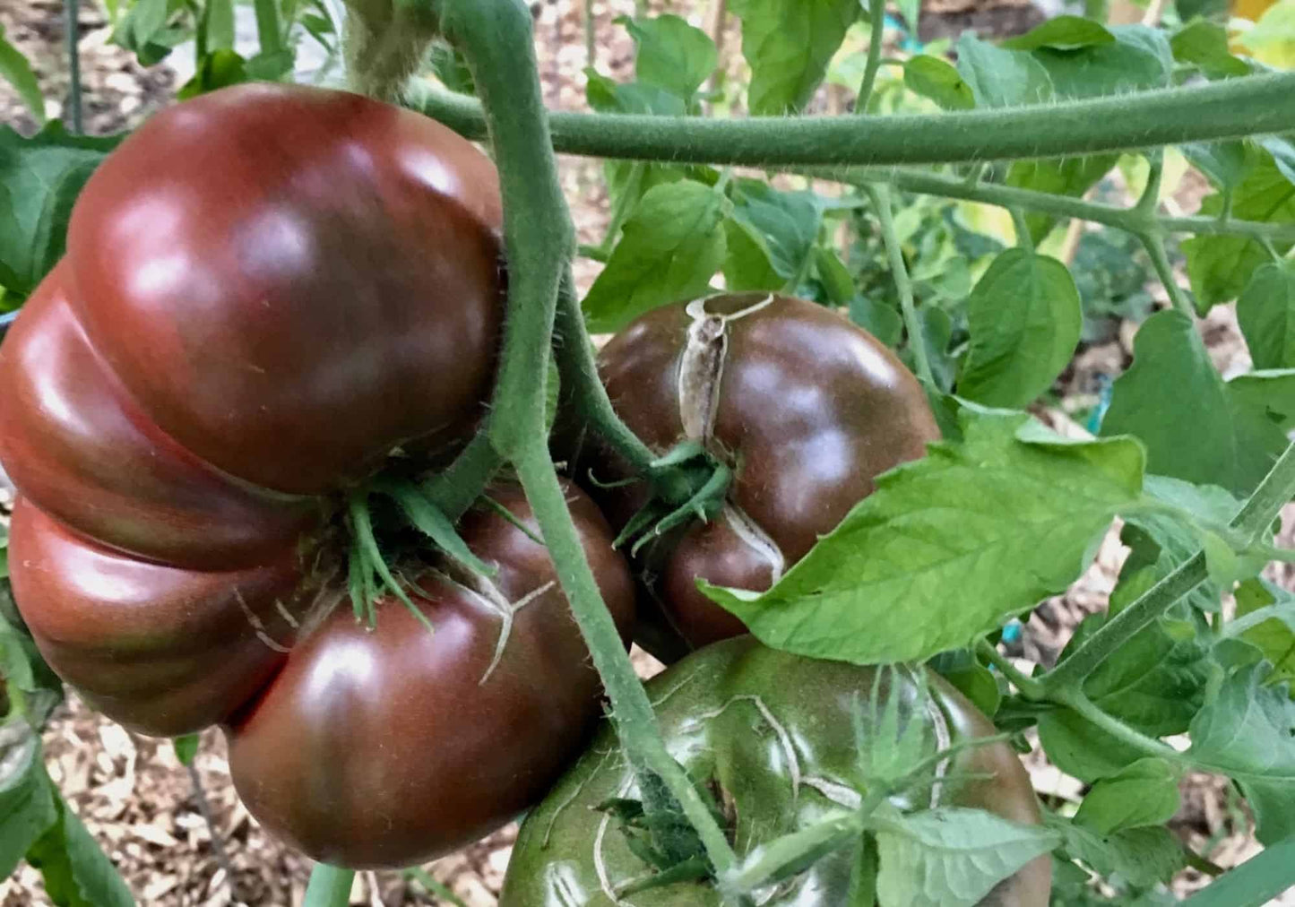 Tomato Seeds, Heirloom Cherokee Purple Tomato