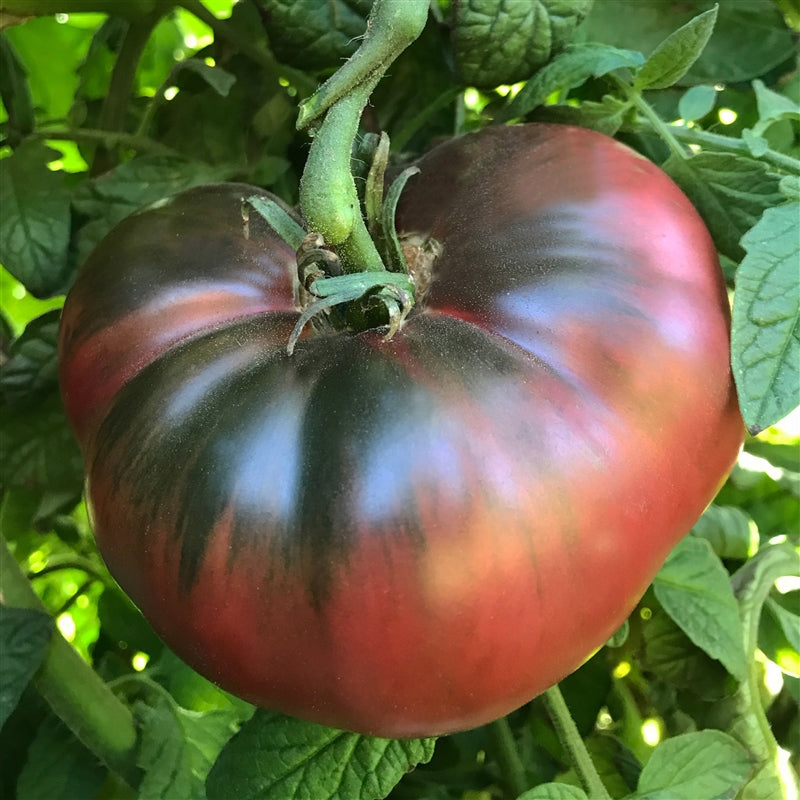 Tomato Seeds, Heirloom Cherokee Purple Tomato