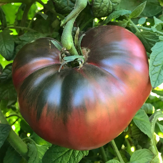 Tomato Seeds, Heirloom Cherokee Purple Tomato