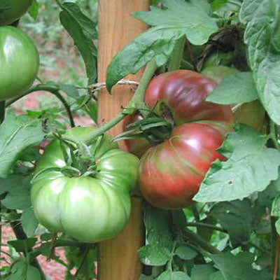 Tomato Seeds, Heirloom Cherokee Purple Tomato