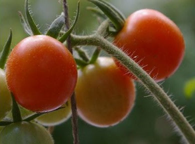 Tomato Seeds, Isis Candy Cherry Tomato