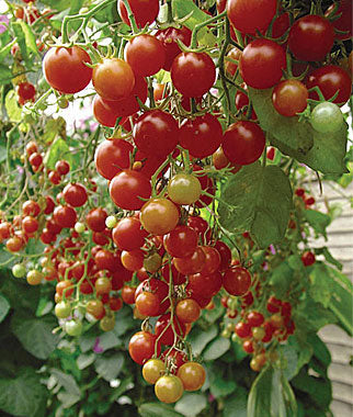 Tomato Seeds, Isis Candy Cherry Tomato