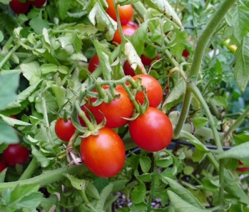 Tomato Seeds, Isis Candy Cherry Tomato