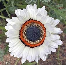 Daisy, Venidium Seeds, or Cape Daisy White