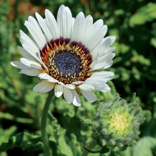 Daisy, Venidium Seeds, or Cape Daisy White