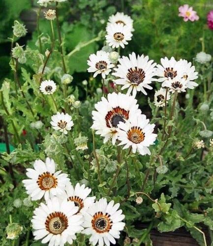 Daisy, Venidium Seeds, or Cape Daisy White