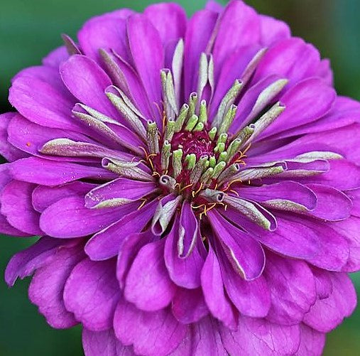 Zinnia Purple Queen Flower Seeds