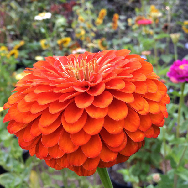 Zinnia Sun Orange Bloom Seeds