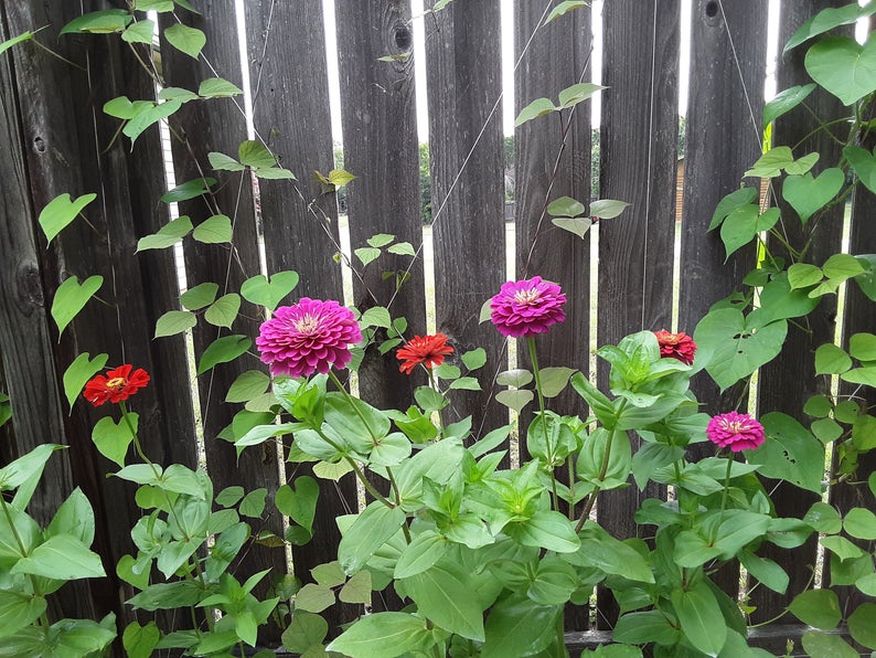 Zinnia Flower Mixed Color Bloom Seeds