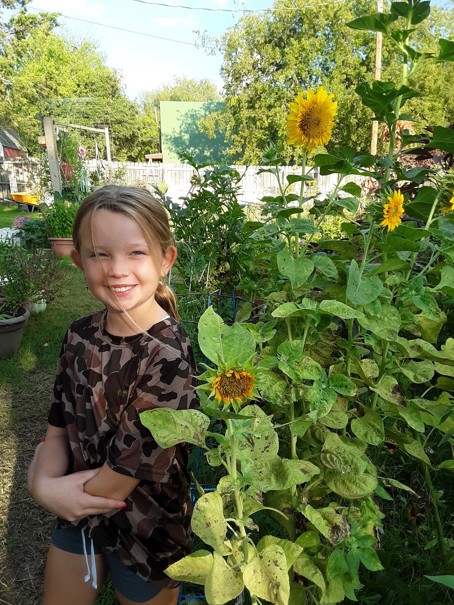 Sunflower Mixed Bulk Seeds