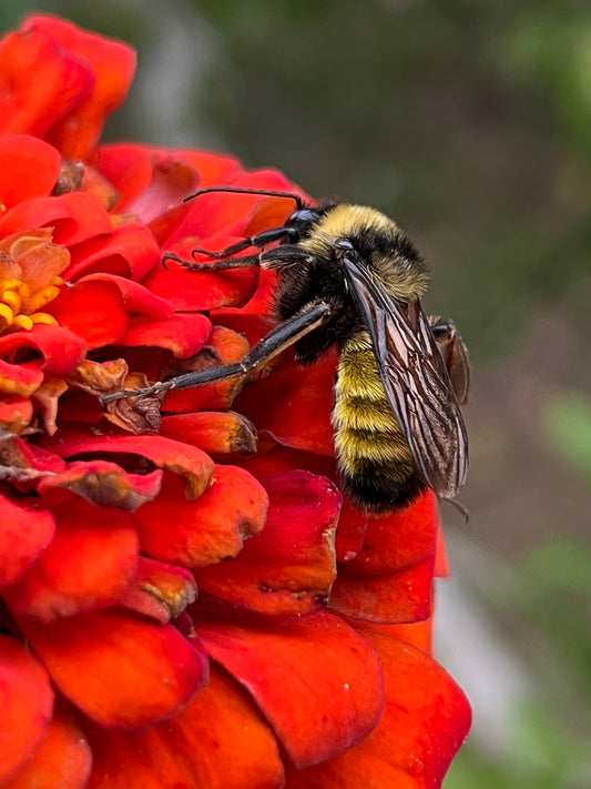 Zinnia Benary's Large Scarlet Zinnias Seeds