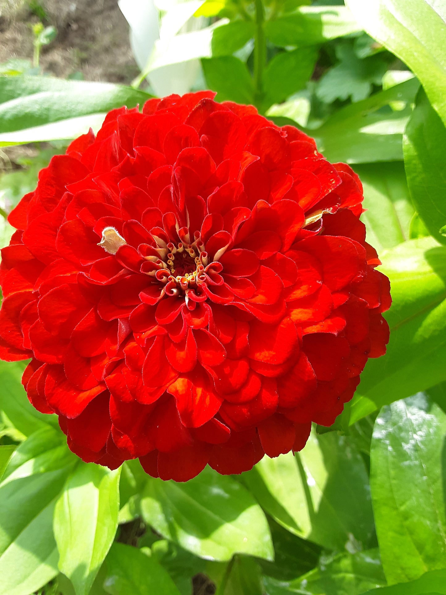 Zinnia Seeds, Scarlet Benary's Large Zinnias