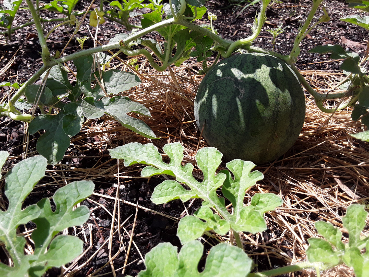 Watermelon, Sugar Baby Watermelon Seeds