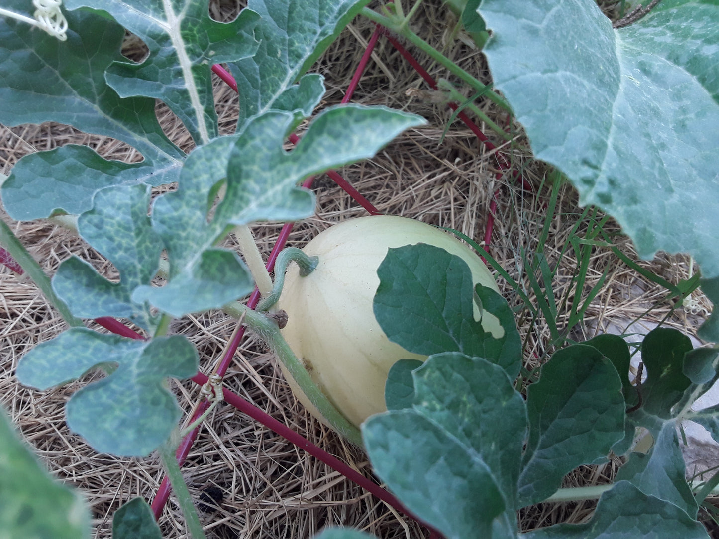 Watermelon, Lemon Drop Seeds