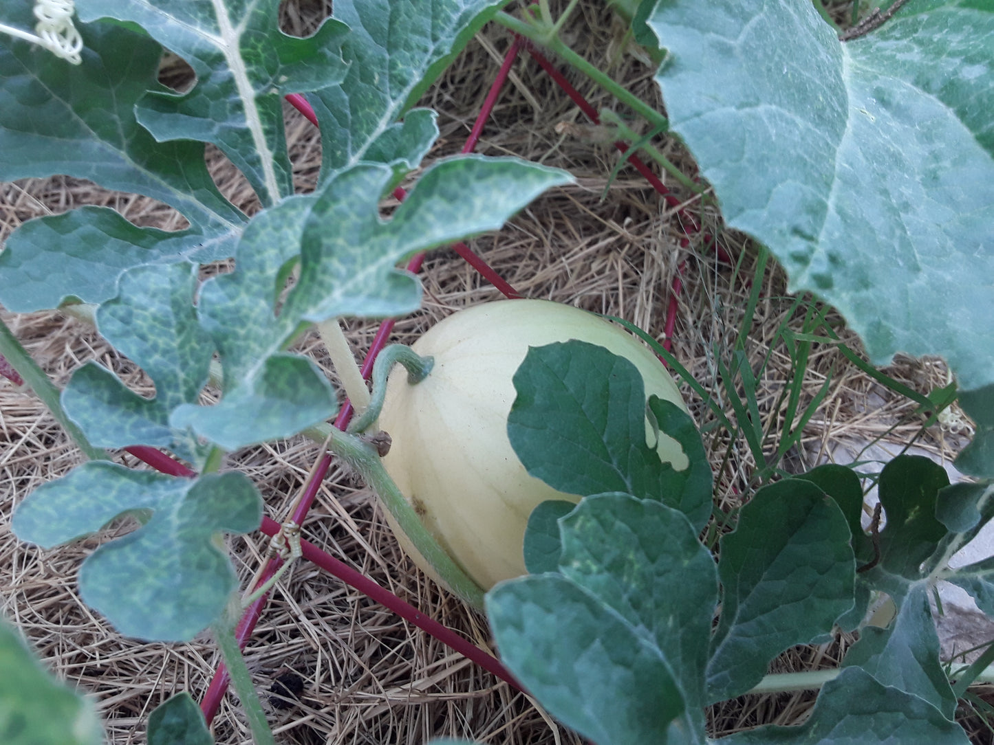 Watermelon, Lemon Drop Seeds