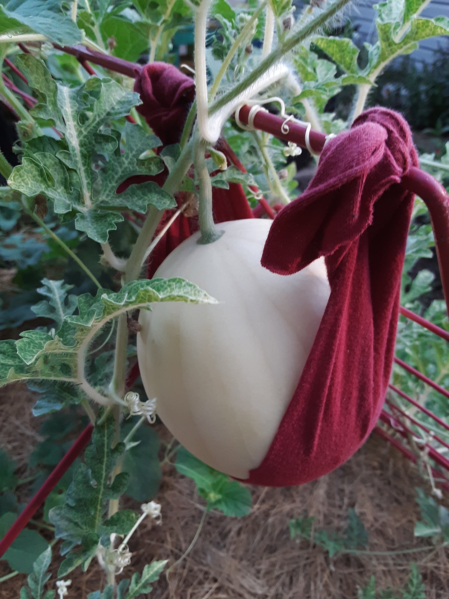 Watermelon, Lemon Drop Seeds