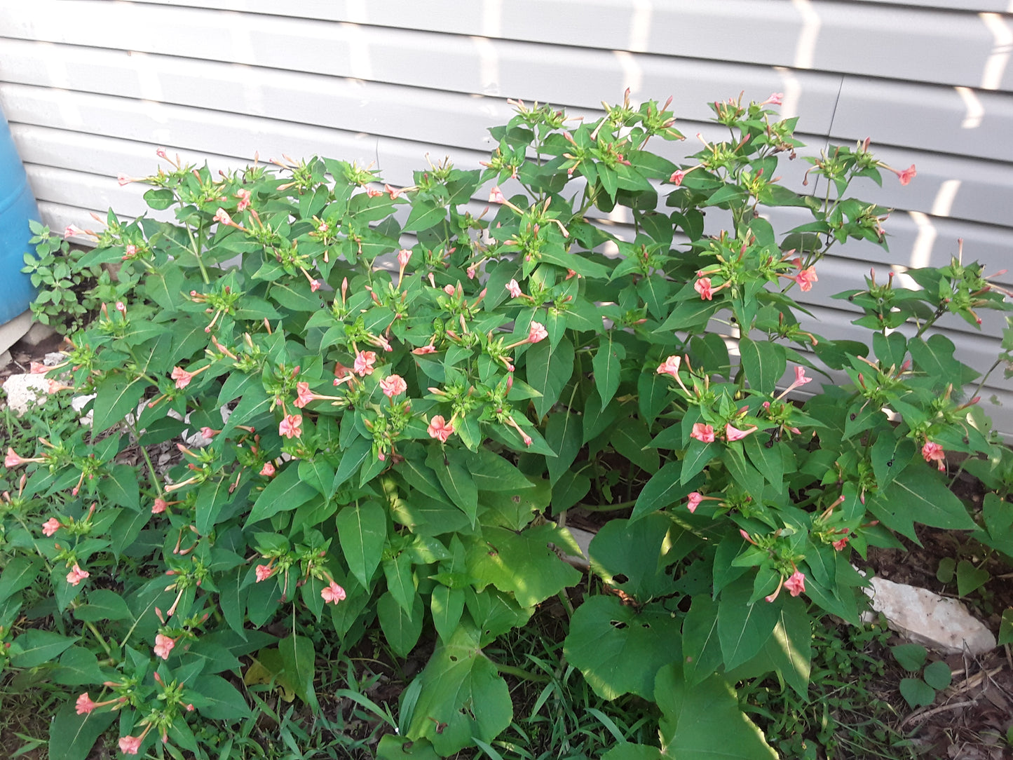 Four O' Clock, Peach Color Blooms