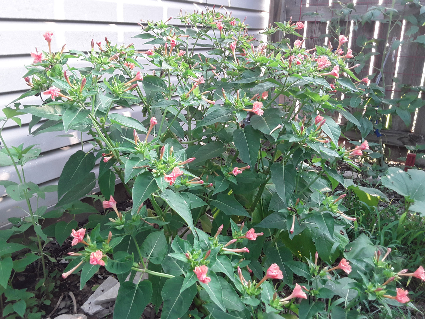 Four O' Clock, Peach Color Blooms