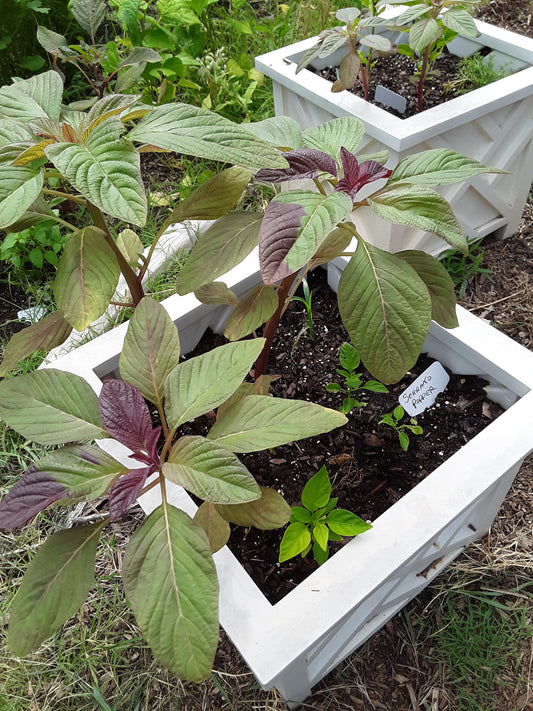 Amaranth Red Garnet Seeds (herb)