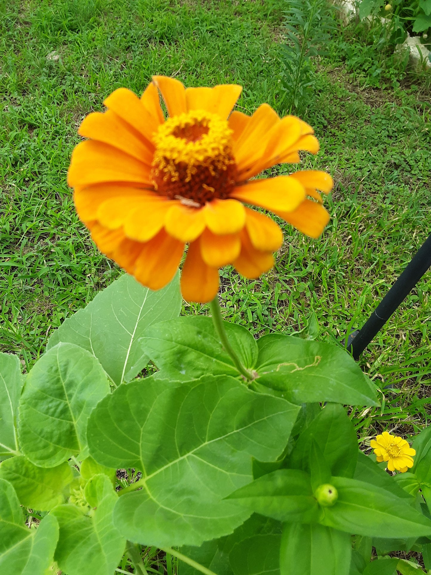 Zinnia, Orange King Zinnia Seeds