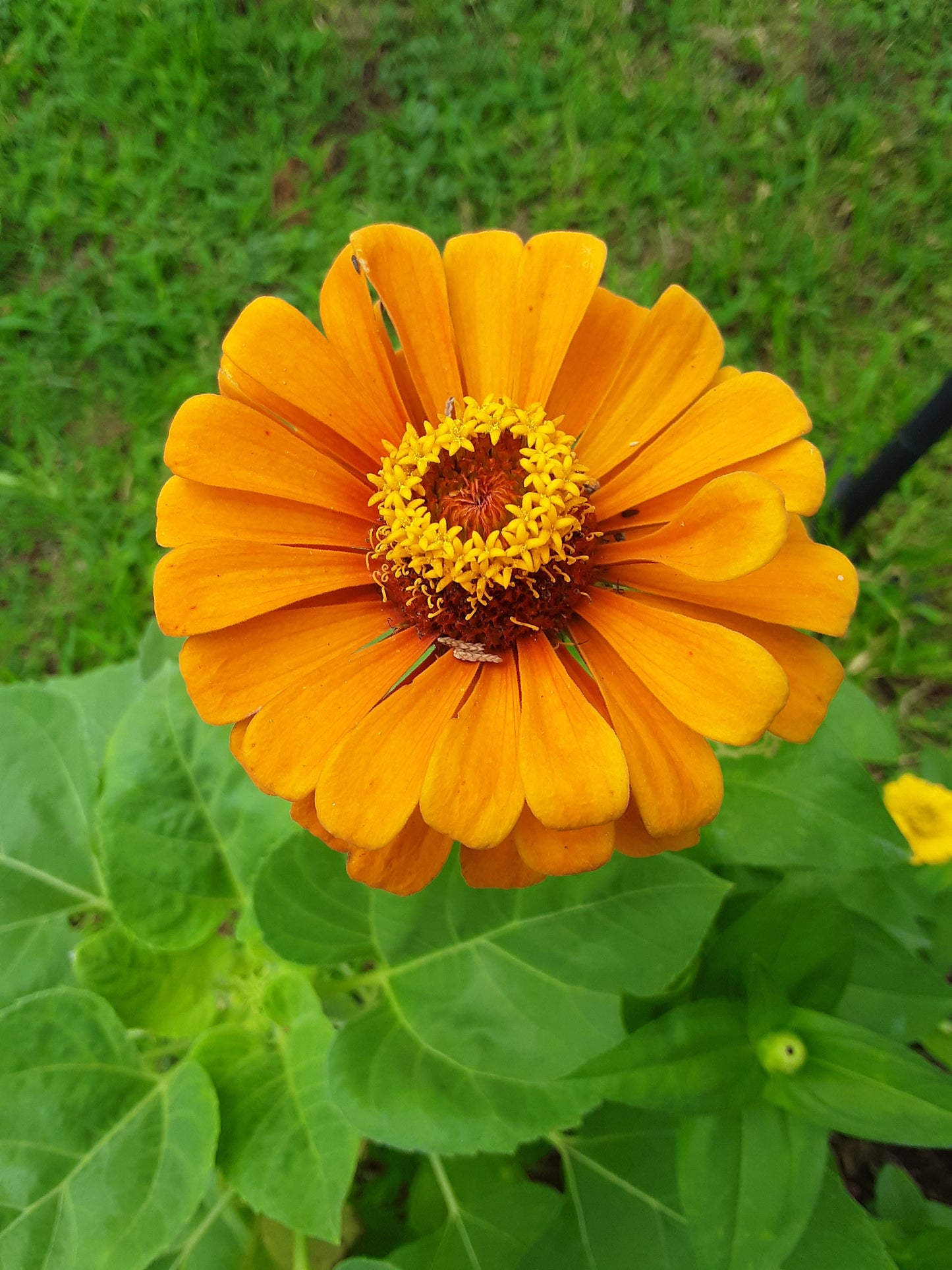 Zinnia, Orange King Zinnia Seeds