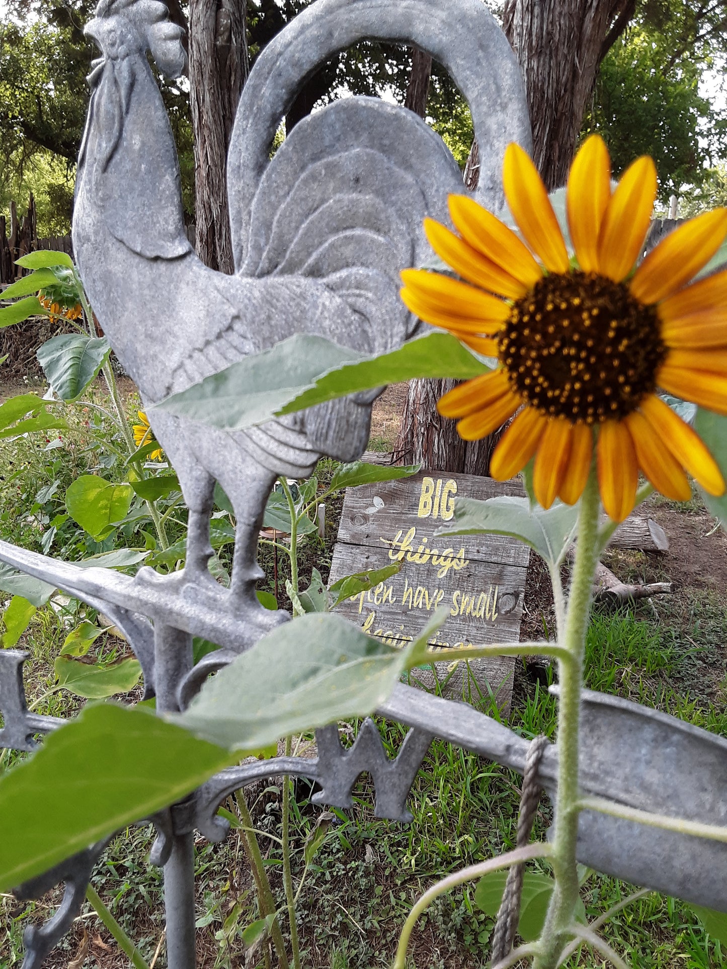 Sunflower Mixed Bulk Seeds