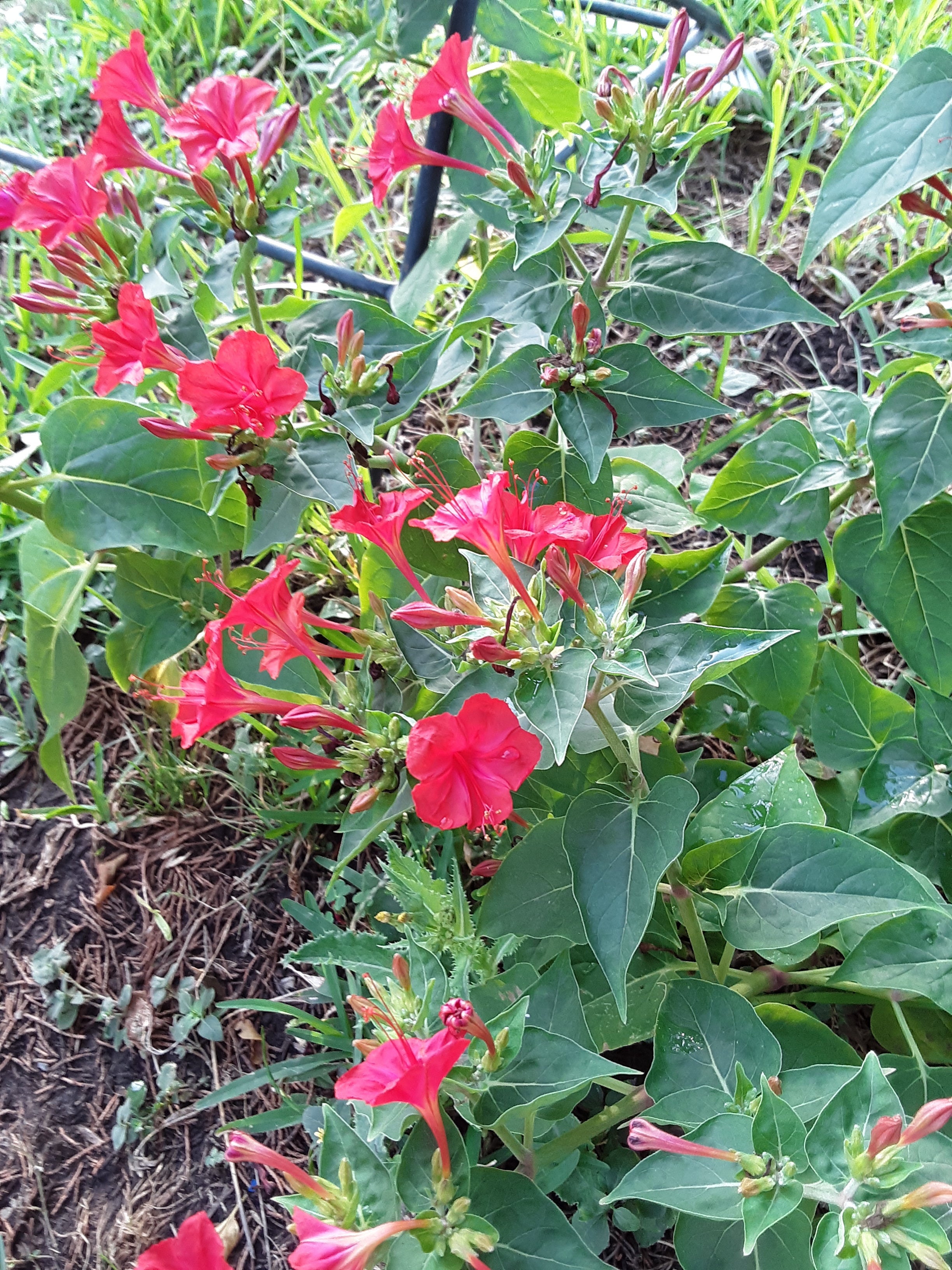 Four O Clock Red Bloom Seeds