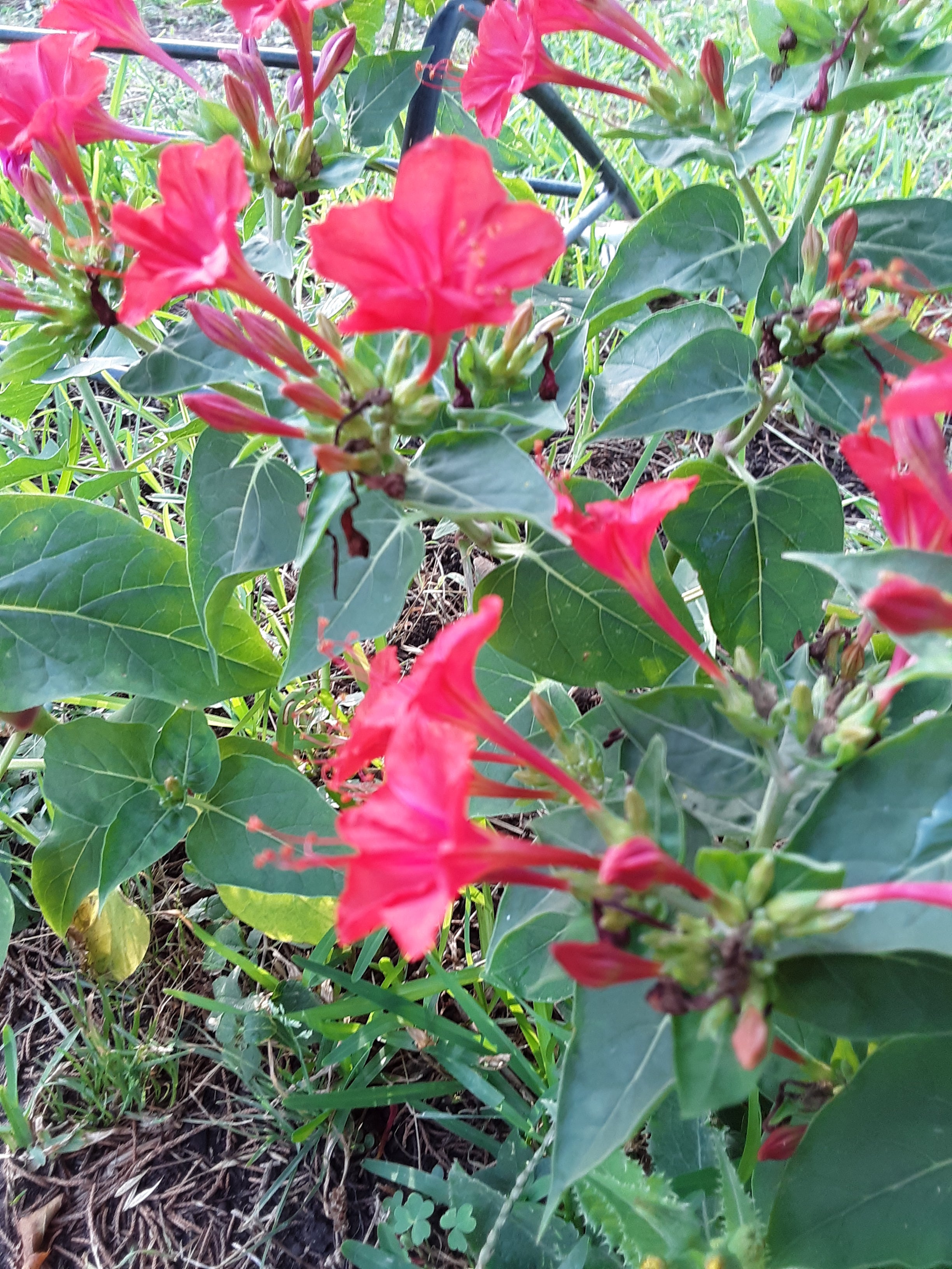 Four O Clock Red Bloom Seeds