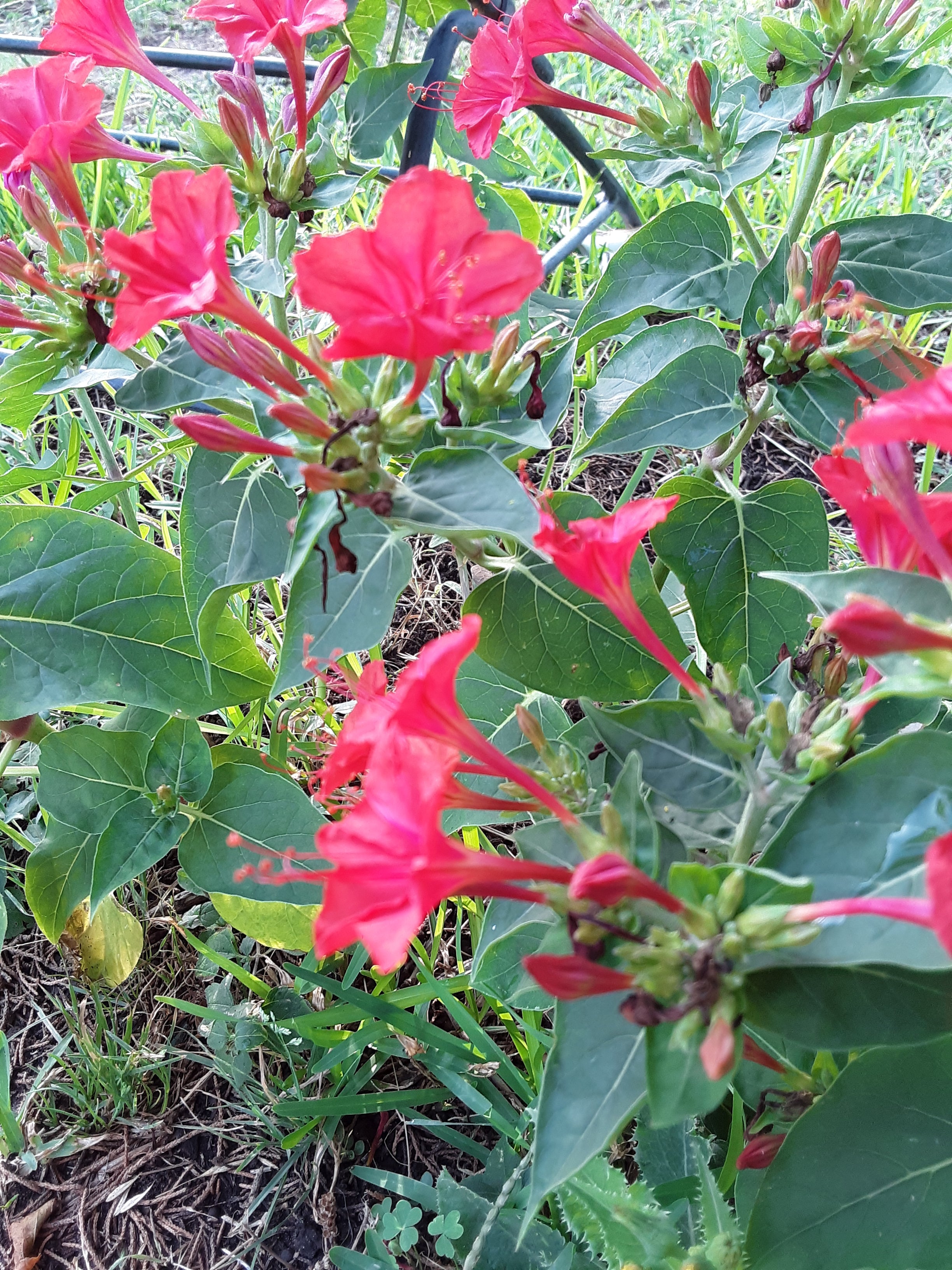 Four O Clock Red Bloom Seeds