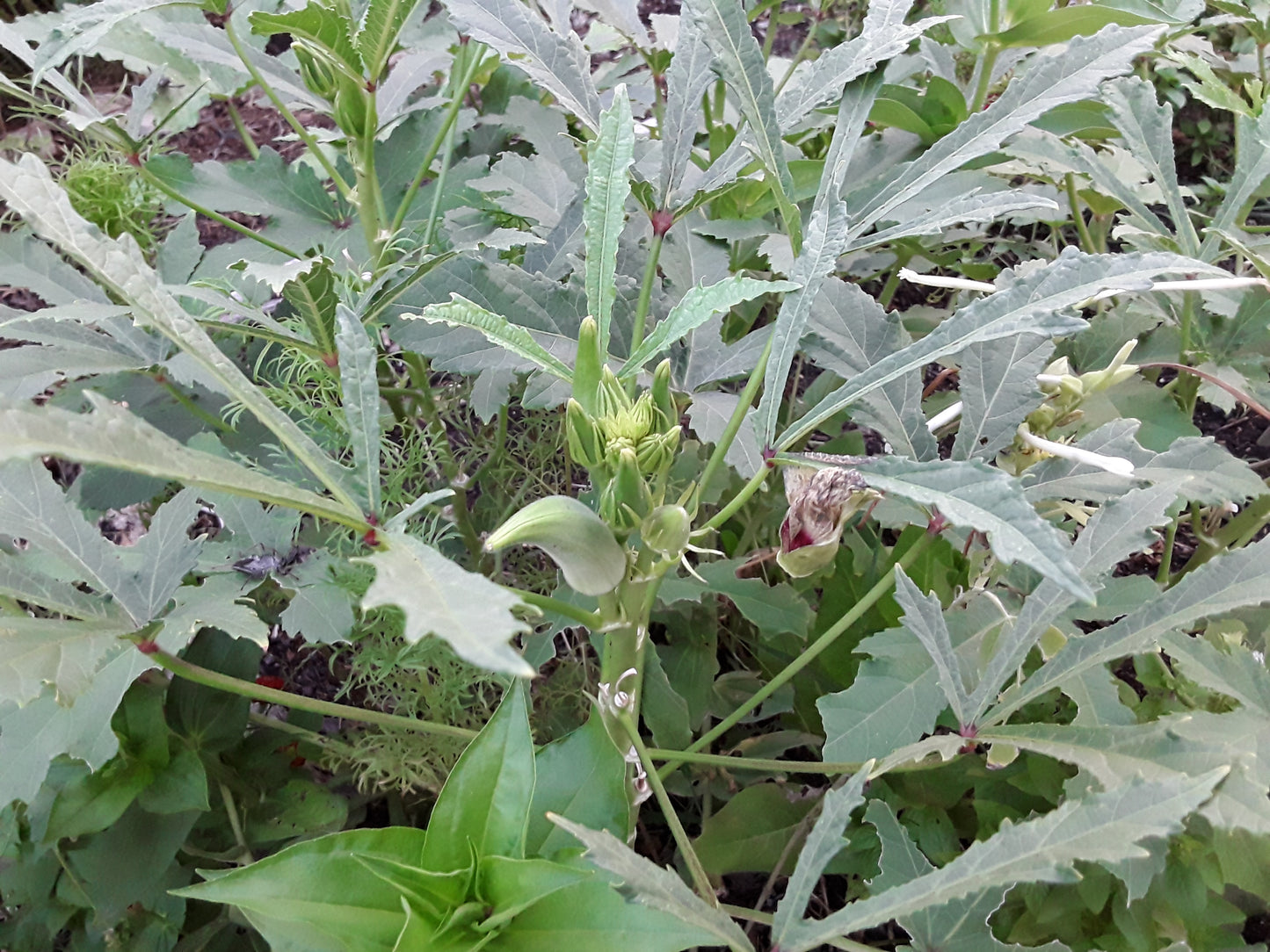 Okra Seeds, Clemson Heirloom