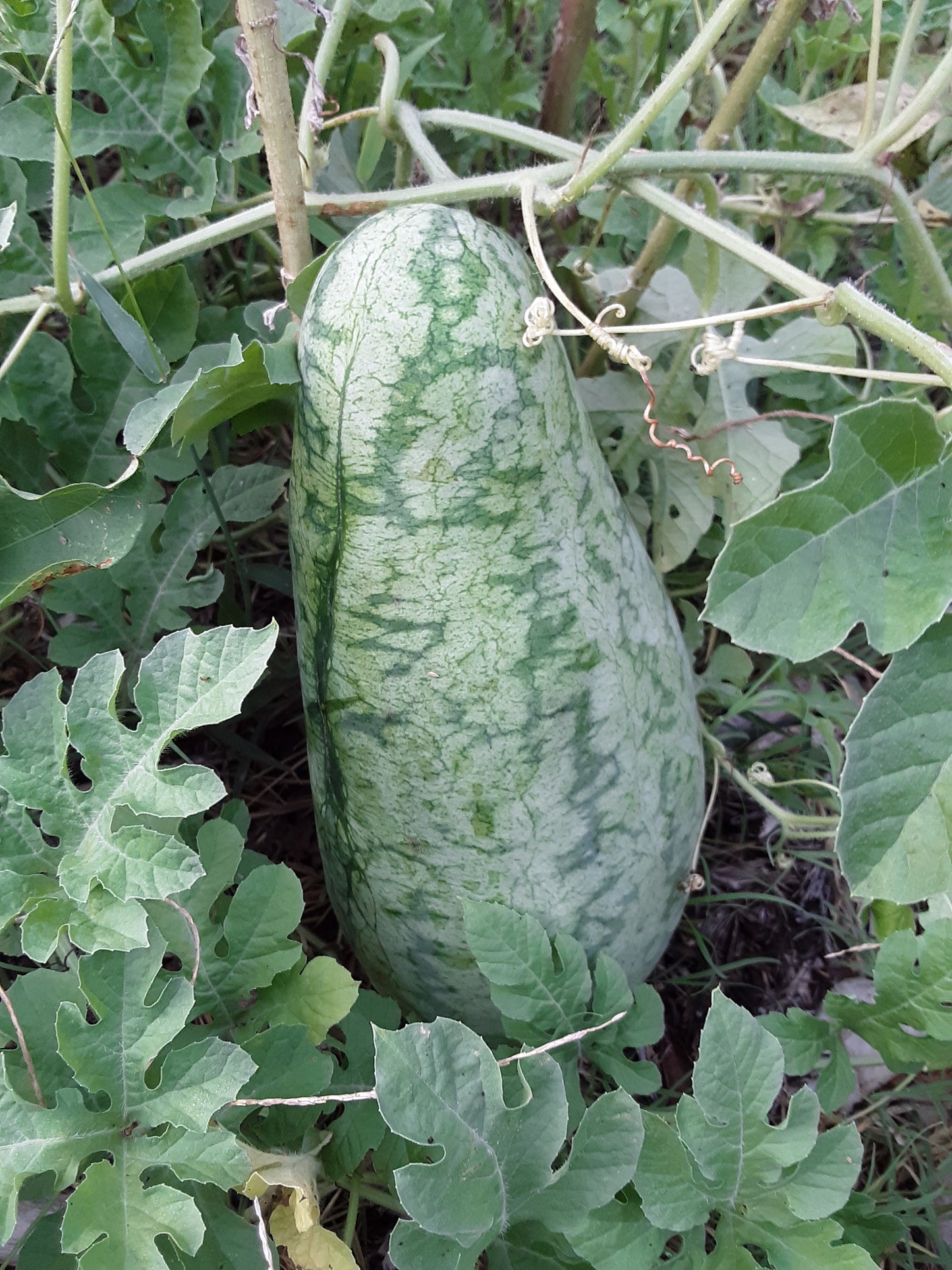 Watermelon, Strawberry Watermelon Seeds