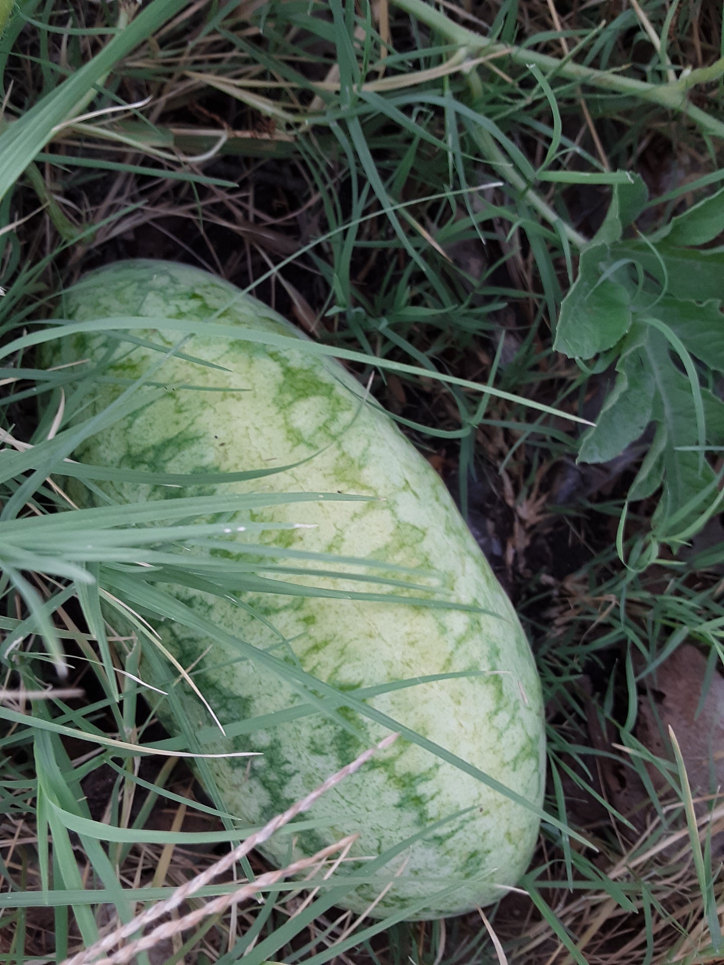 Watermelon, Strawberry Watermelon Seeds