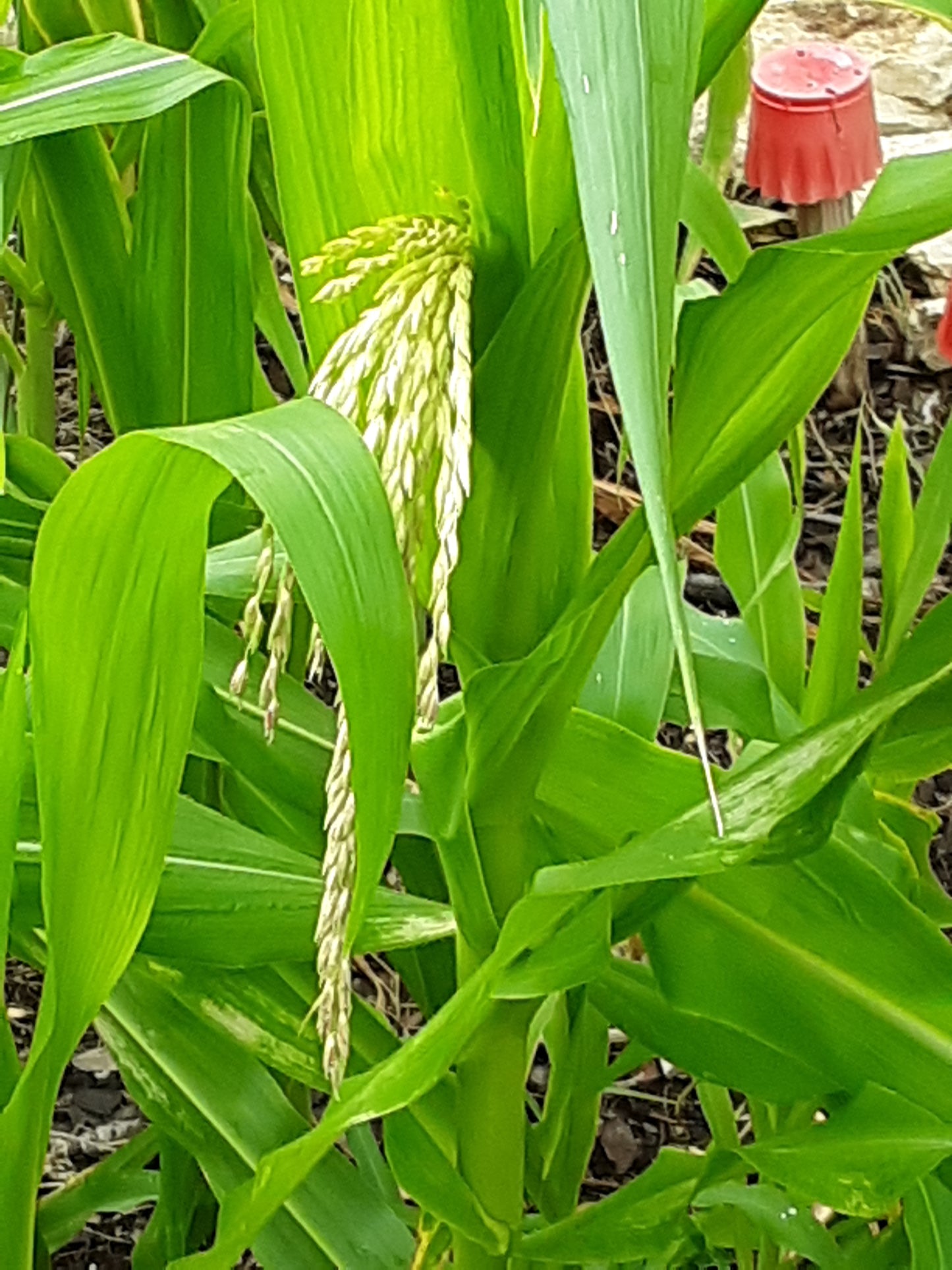 Corn Seeds, Golden Bantam Organic Corn