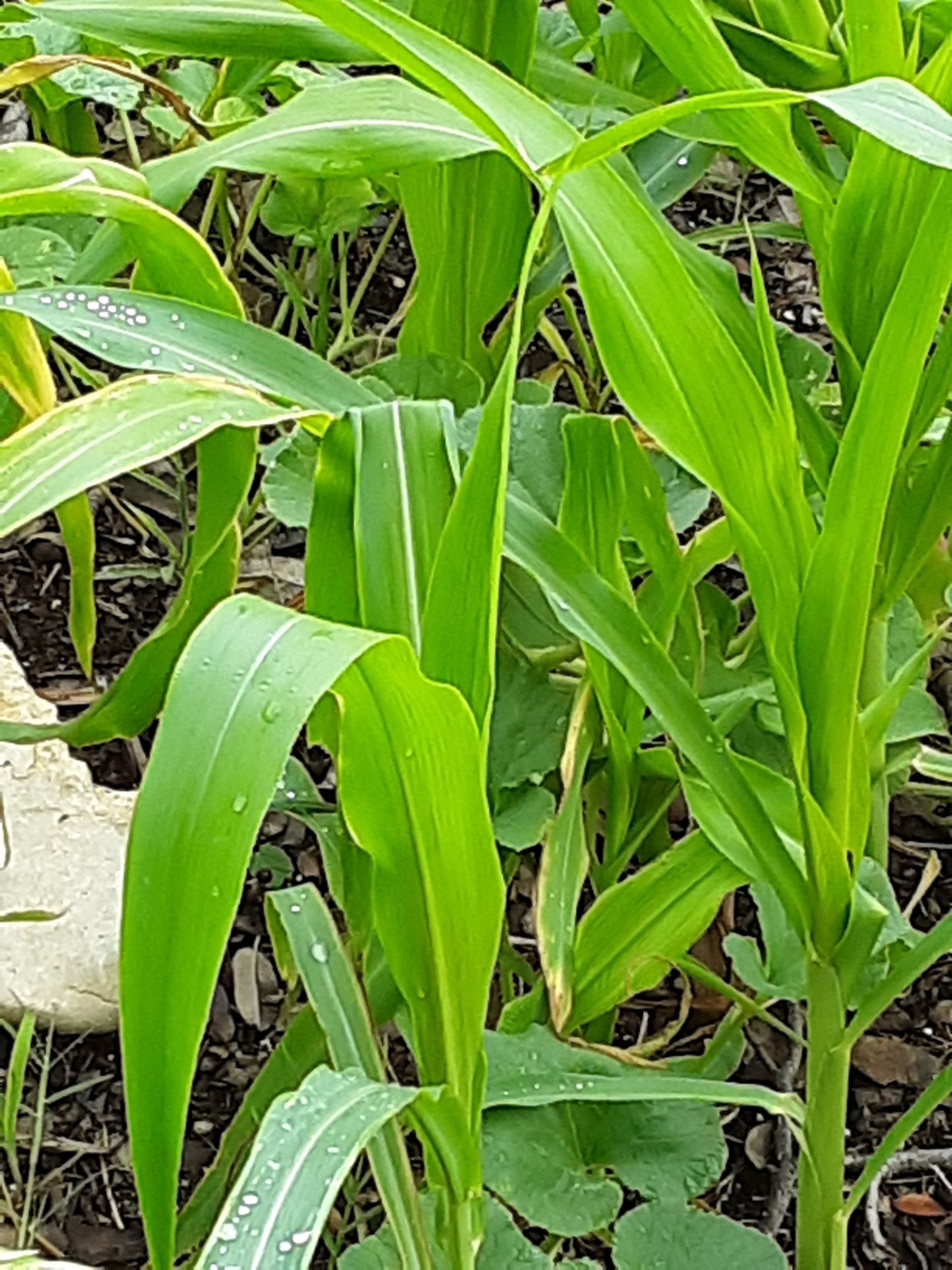 Corn Seeds, Golden Bantam Organic Corn