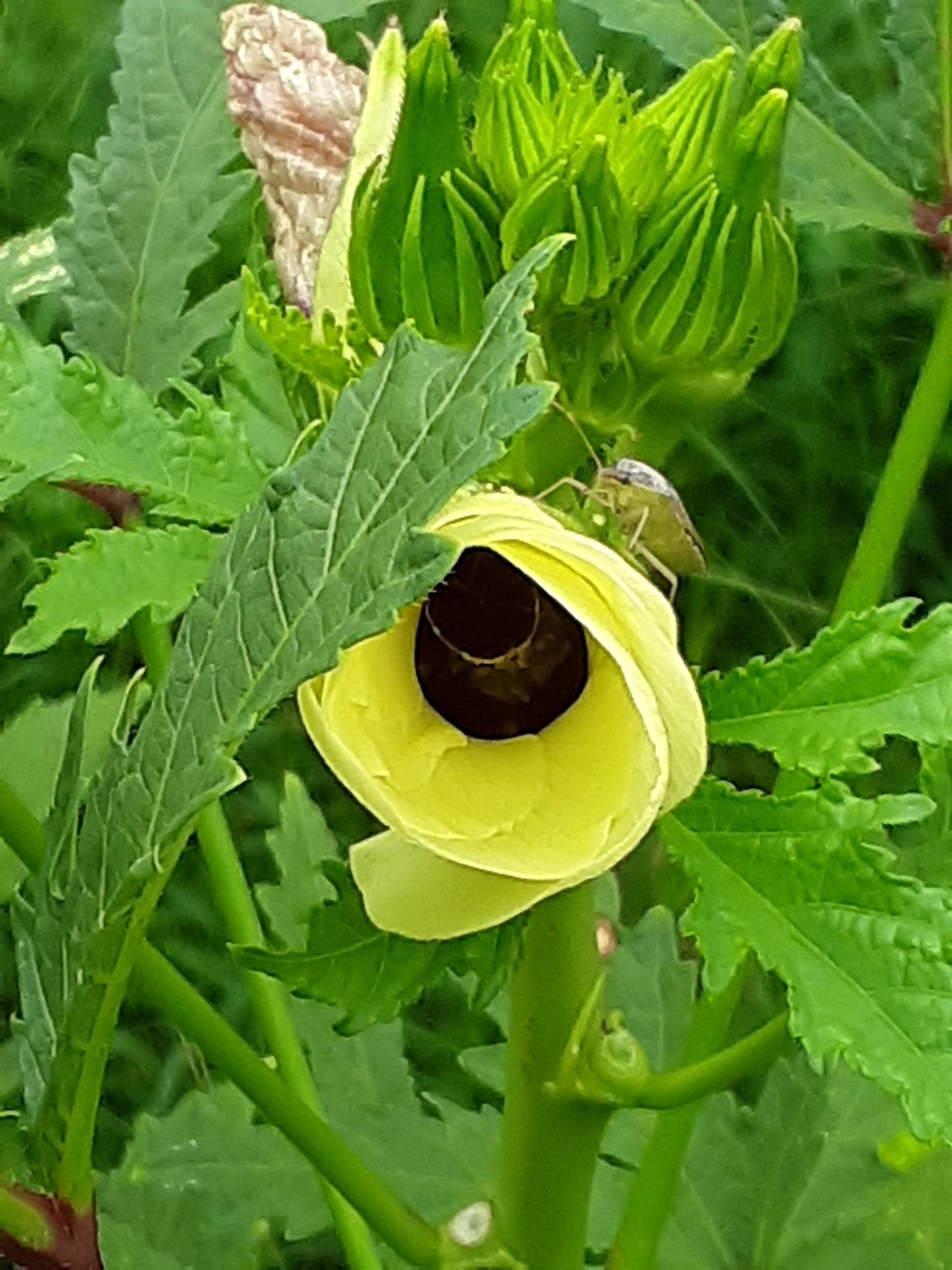 Okra Seeds, Clemson Heirloom