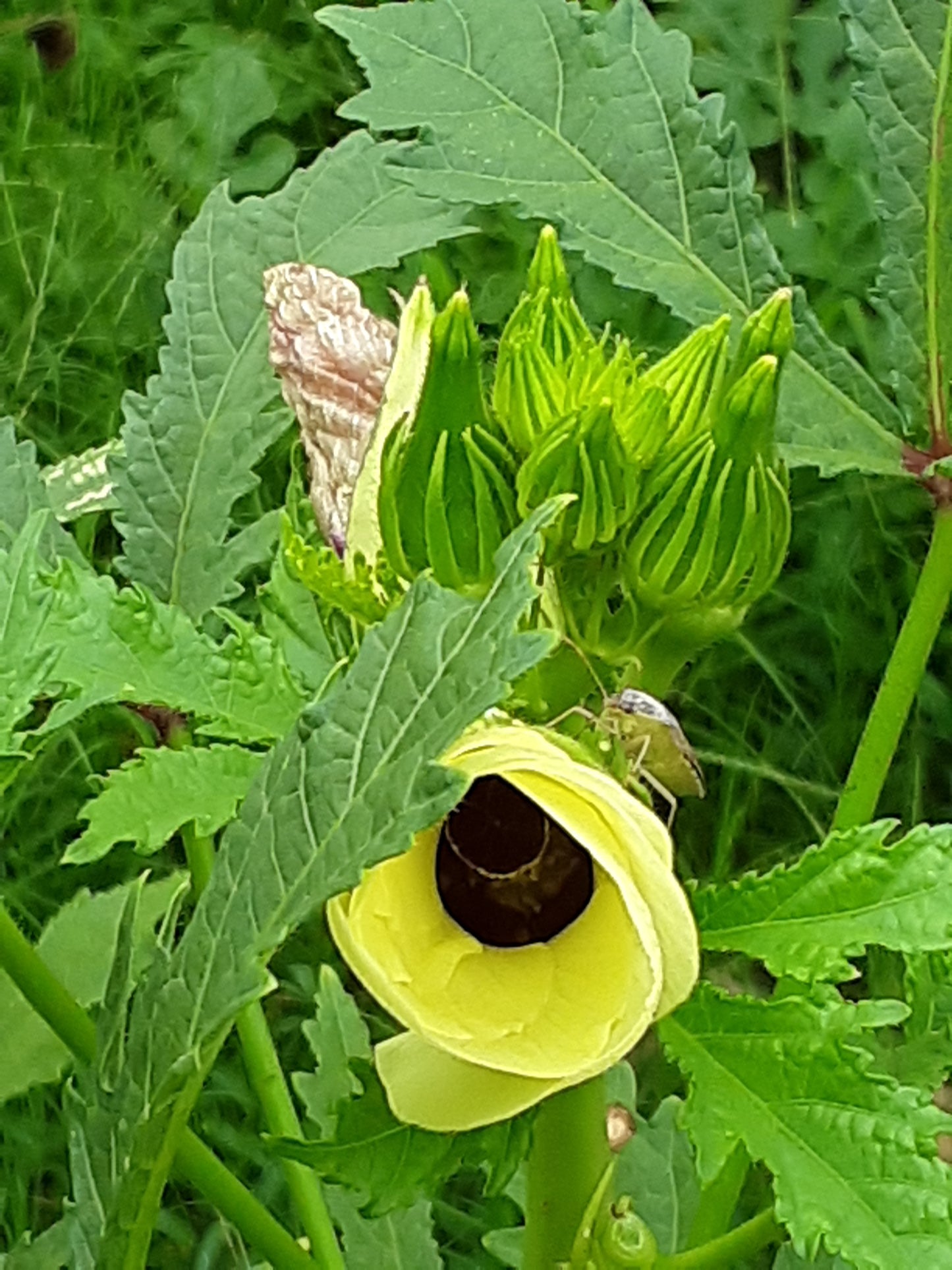 Okra Seeds, Clemson Heirloom