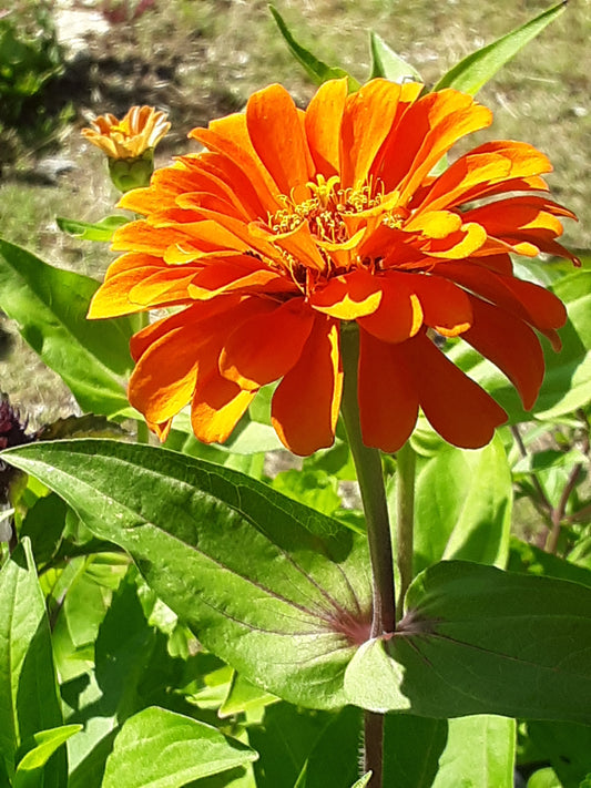 Zinnia, Orange King Zinnia Seeds