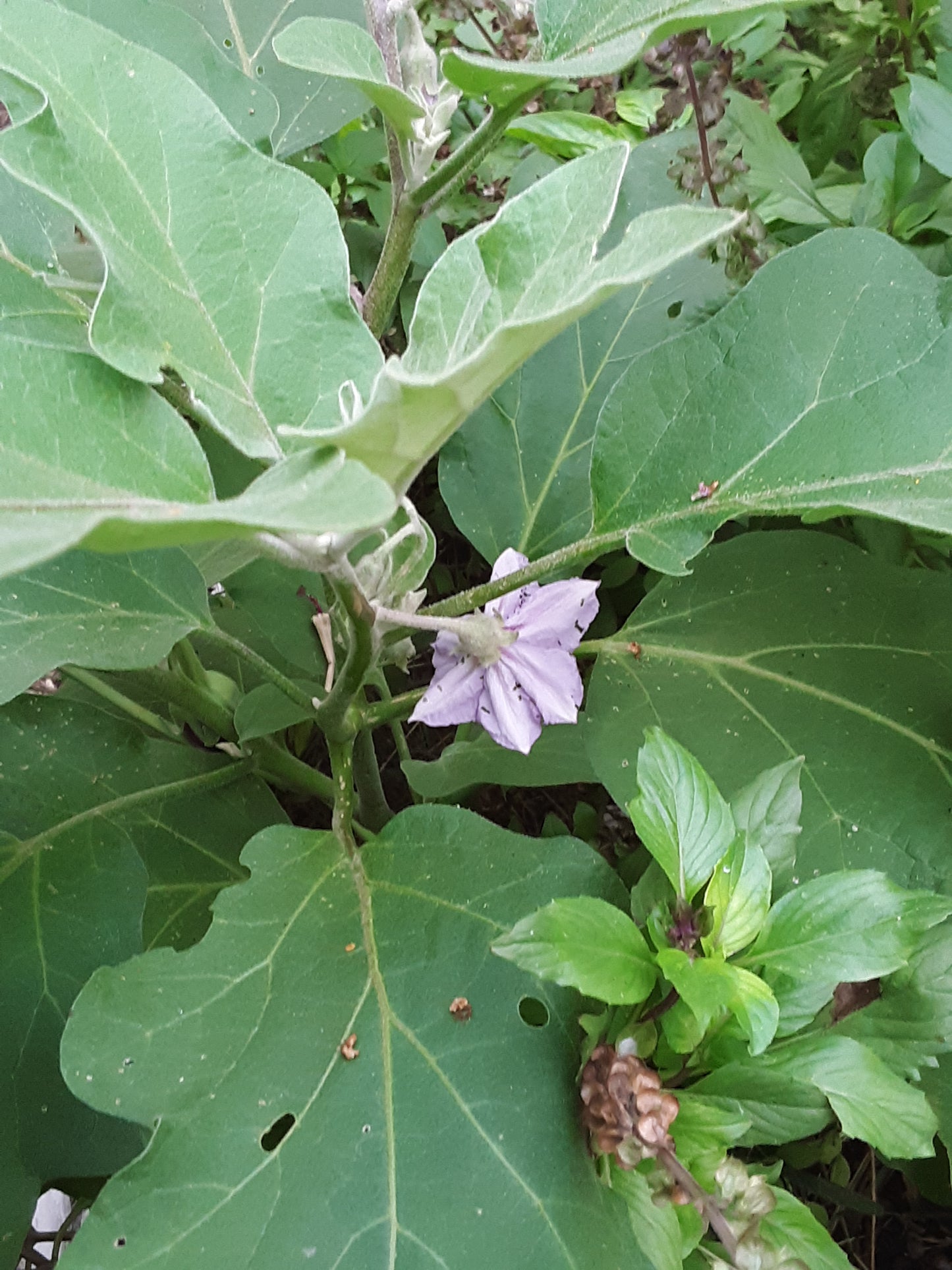 Eggplant, Heirloom Black Beauty Eggplant Seeds